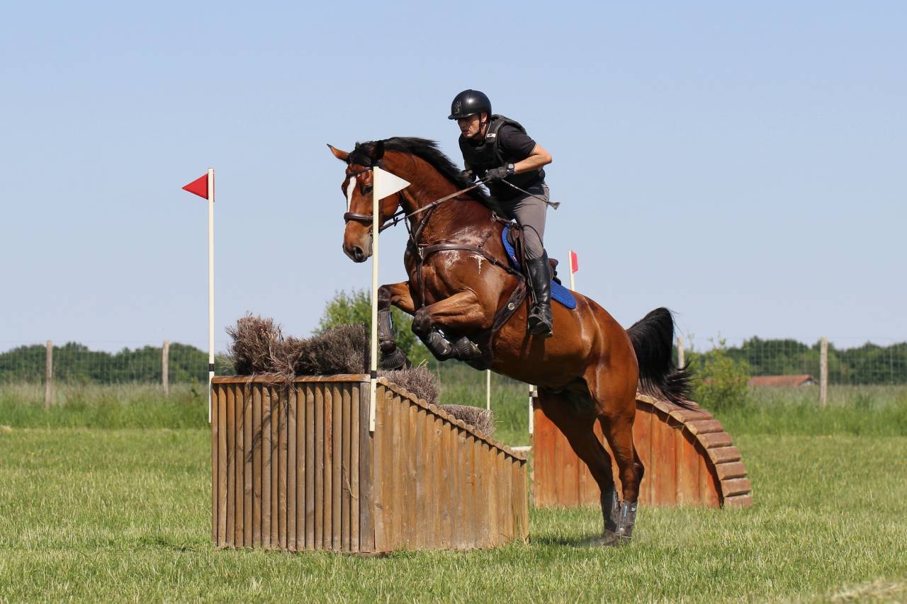 Ruin Zangersheide Te koop 2016 Donker bruin / bai ,  CROWN Z