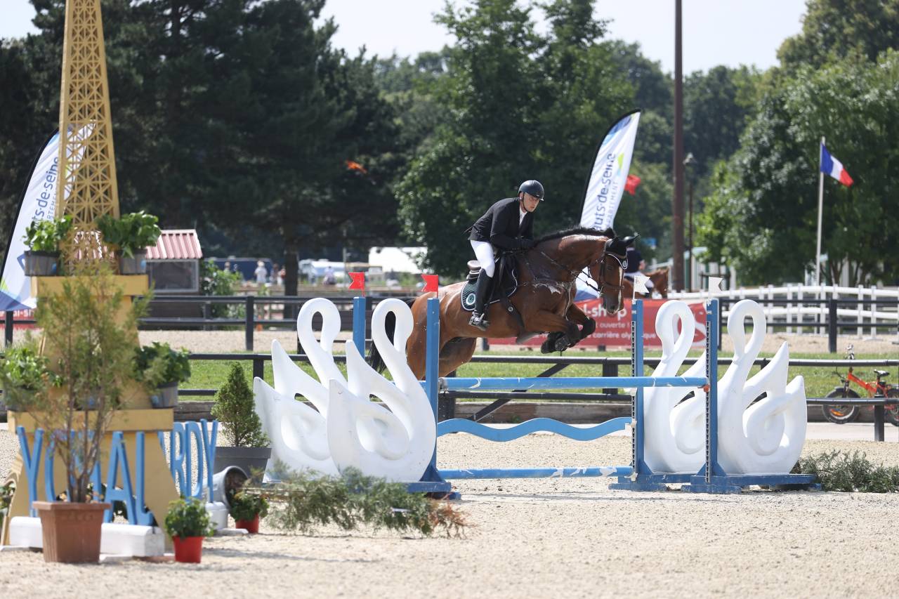 Ruin Zangersheide Te koop 2016 Donker bruin / bai ,  CROWN Z