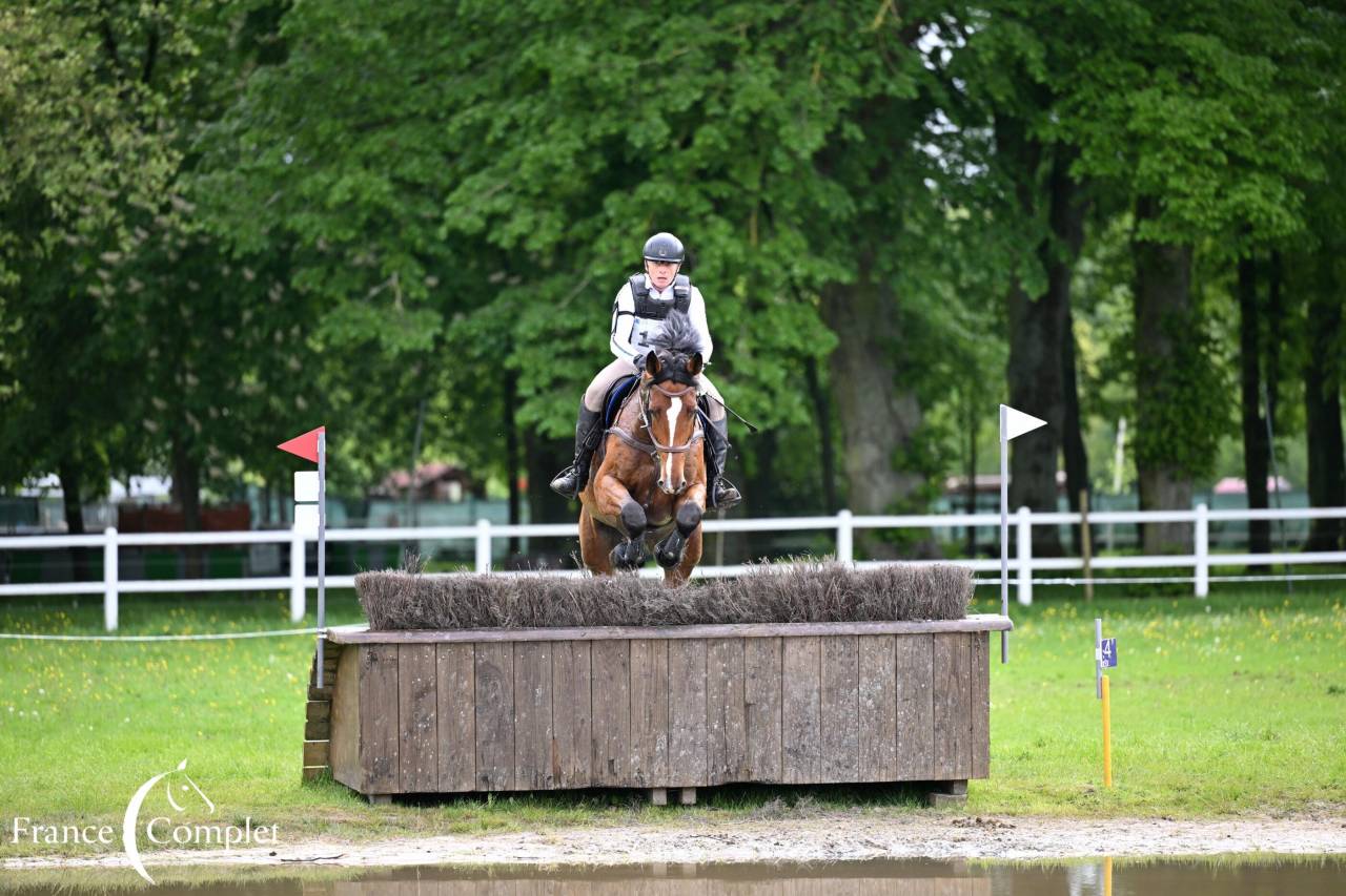 Ruin Zangersheide Te koop 2016 Donker bruin / bai ,  CROWN Z