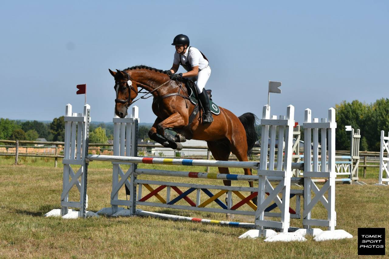 Ruin Zangersheide Te koop 2016 Donker bruin / bai ,  CROWN Z