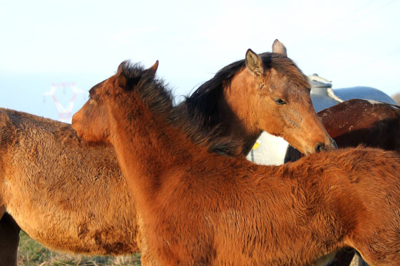 Merrie Lusitano Te koop 2007 Schimmel