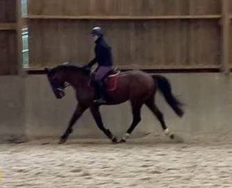 Ruin Selle Français Te koop 2022 Donker bruin / bai ,  Diarado – Holst