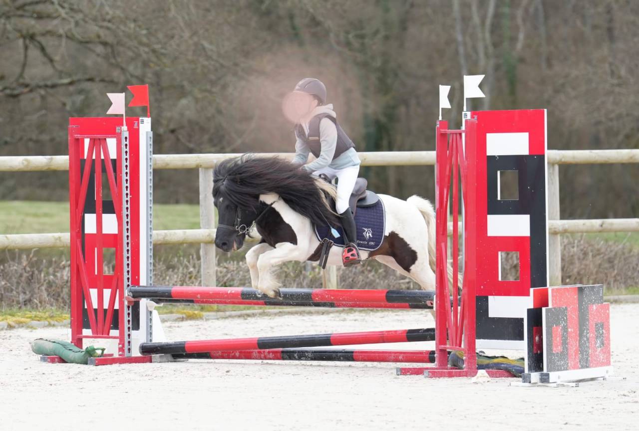 Veulen (ml) Shetland Te koop 2025 Bont