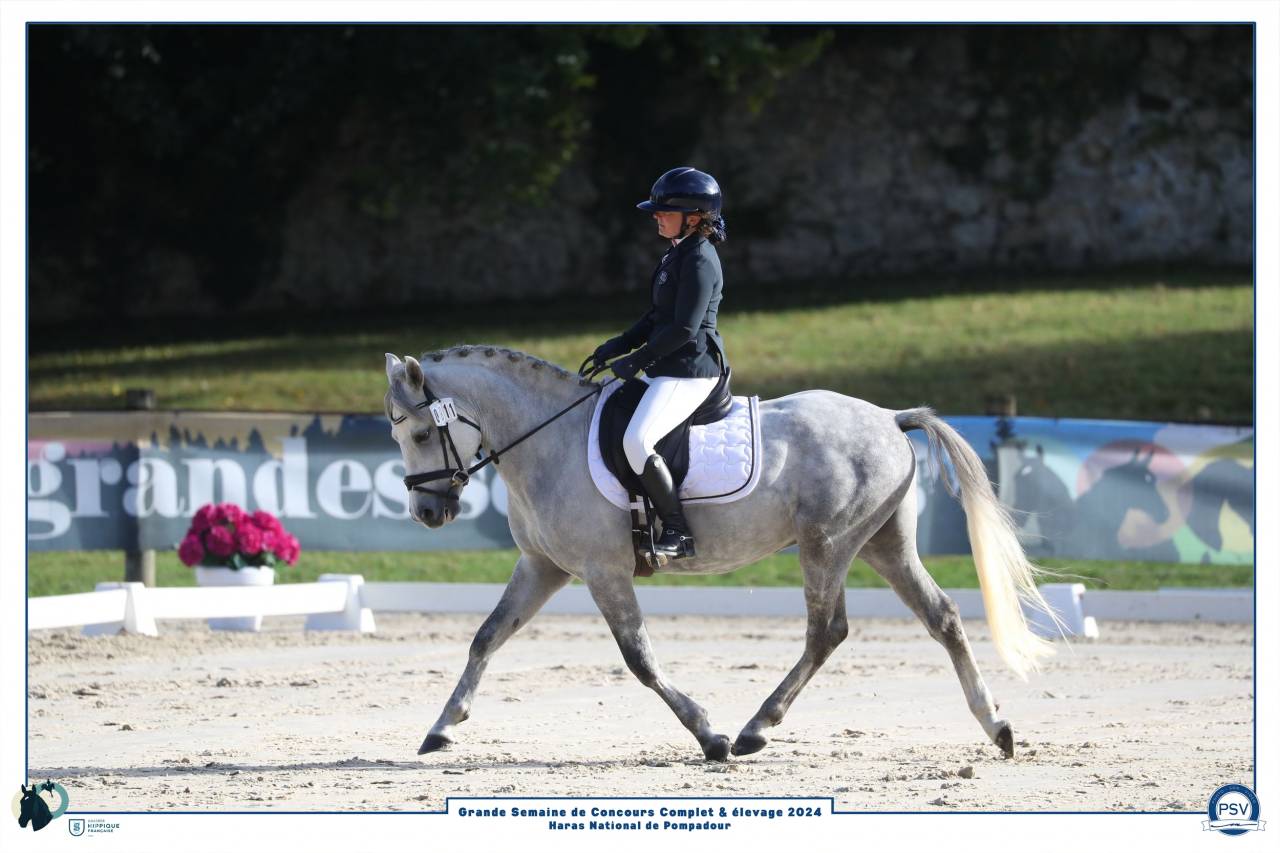 Dekhengst New Forest Te koop 2019 Schimmel