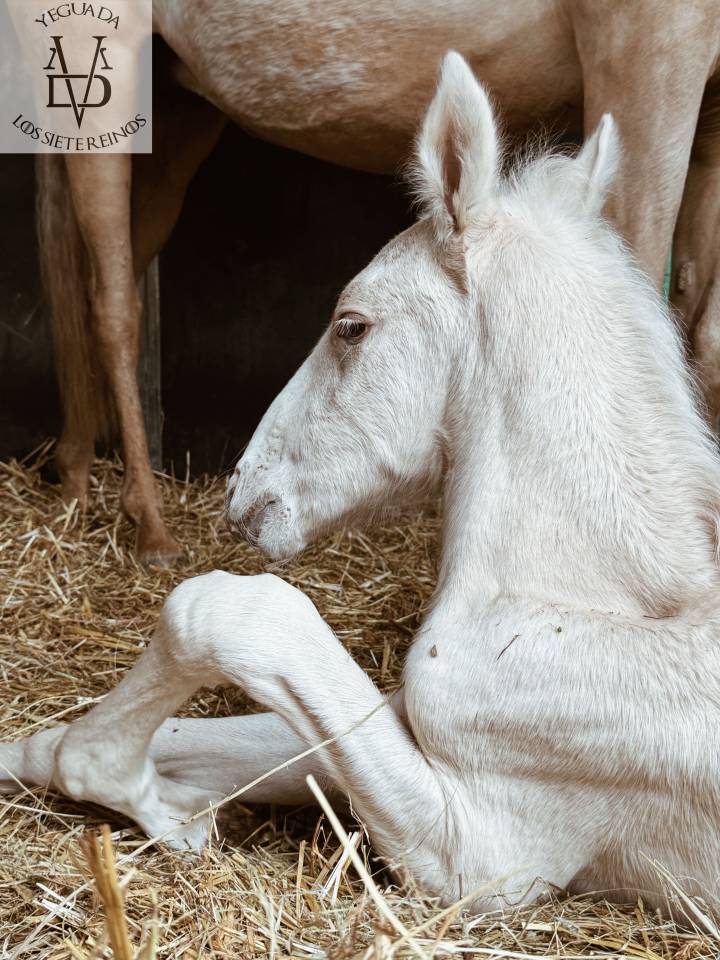 Veulen (ml) PRE Puur Ras Spaans Te koop 2025 Palomino ,  PICASSO LH