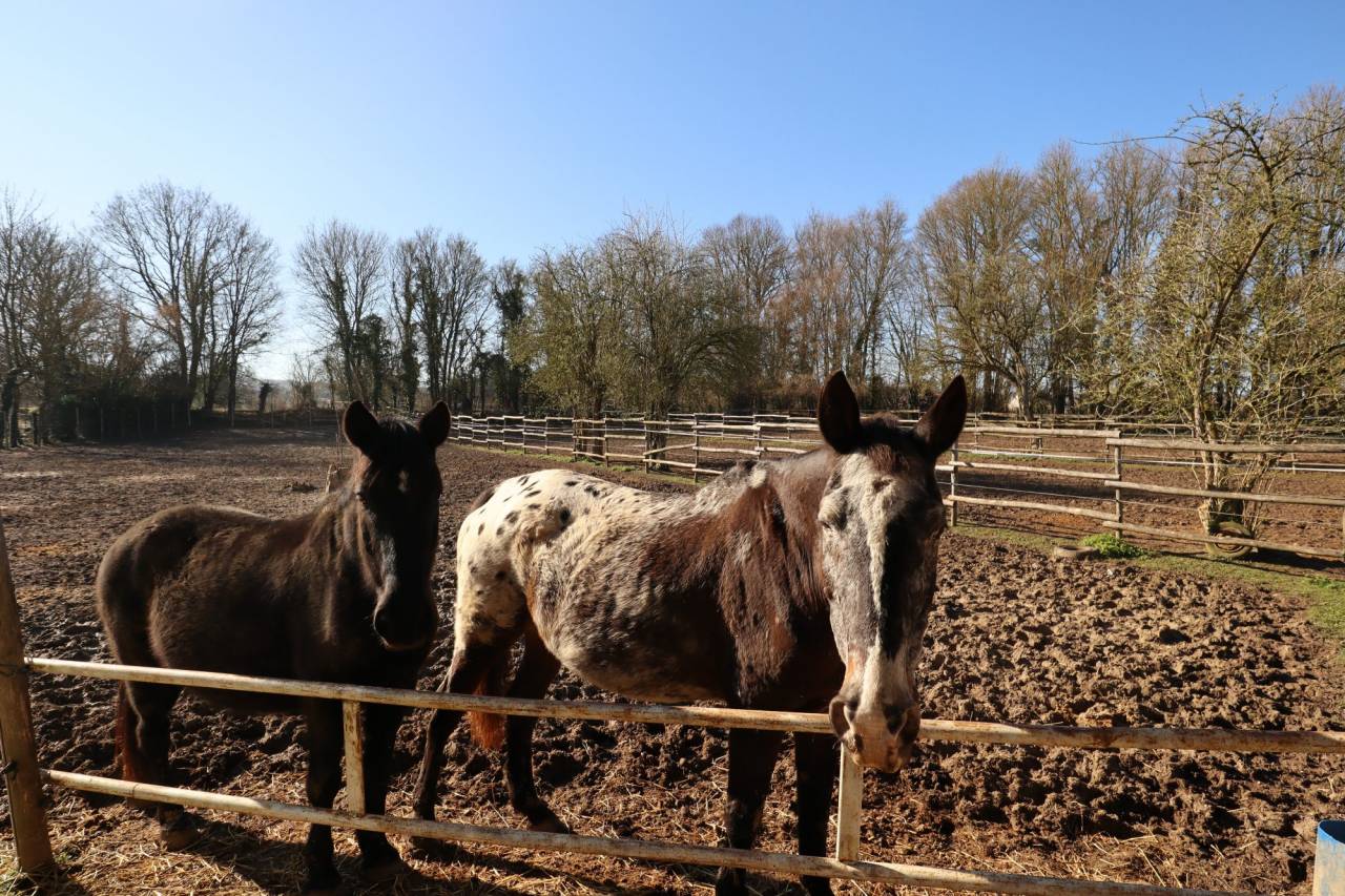 Eigenaren stal Koop Yonne