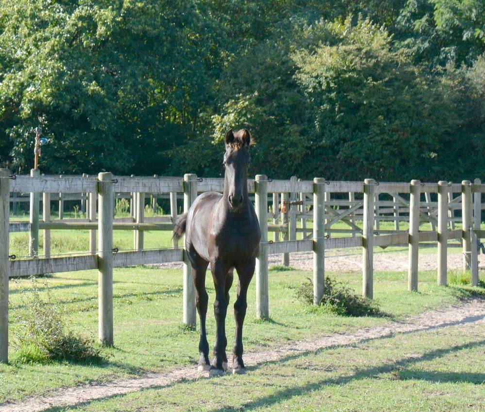 Veulen (ml) Fries Te koop 2025 Zwart ,  TYMEN 503