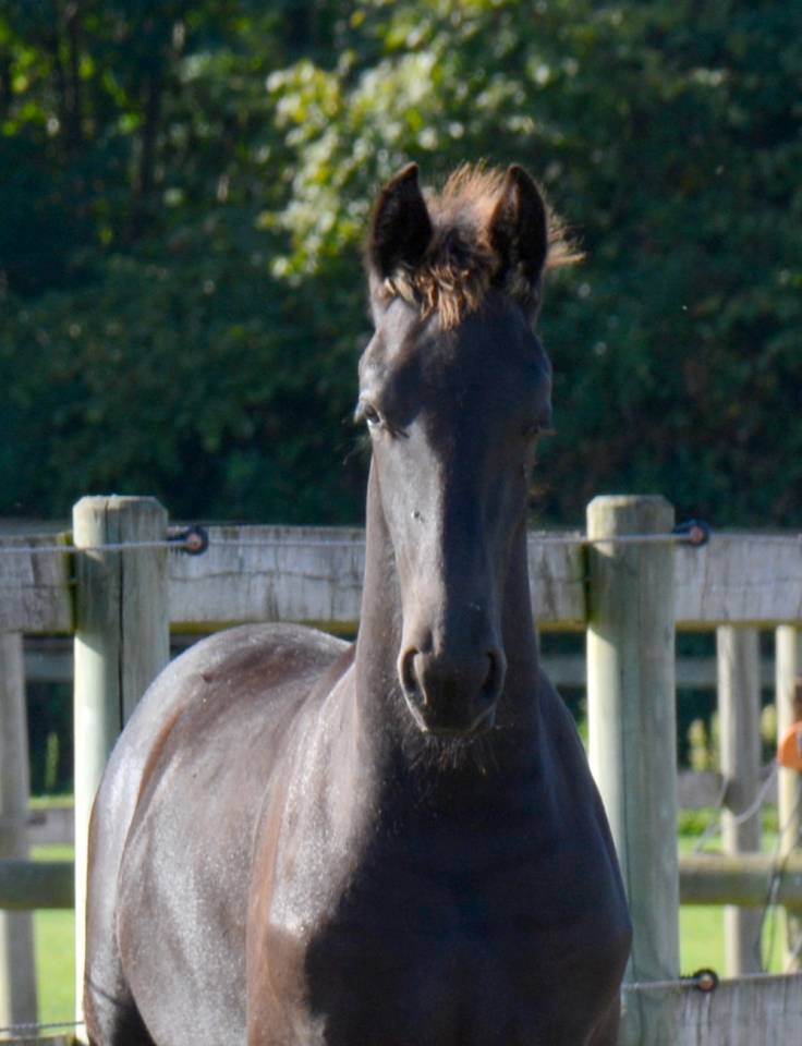 Veulen (ml) Fries Te koop 2025 Zwart ,  TYMEN 503