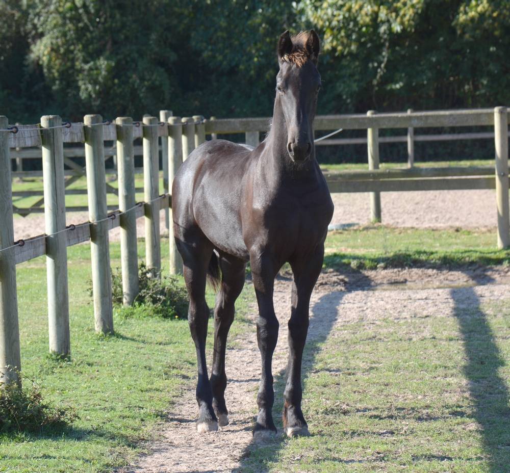 Veulen (ml) Fries Te koop 2025 Zwart ,  TYMEN 503