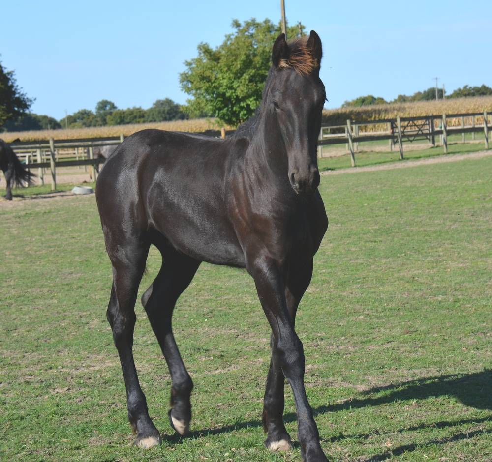 Veulen (ml) Fries Te koop 2025 Zwart ,  TYMEN 503