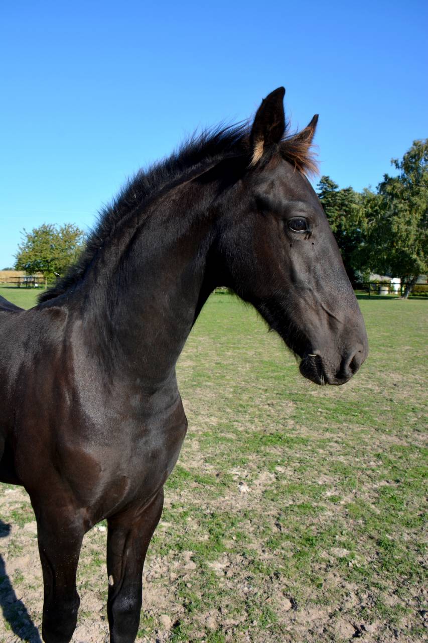 Veulen (ml) Fries Te koop 2025 Zwart ,  TYMEN 503