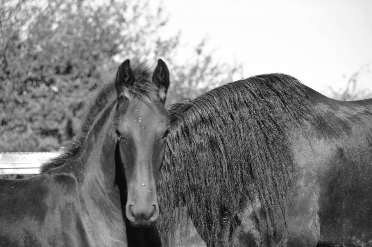 Veulen (ml) Fries Te koop 2025 Zwart ,  TYMEN 503