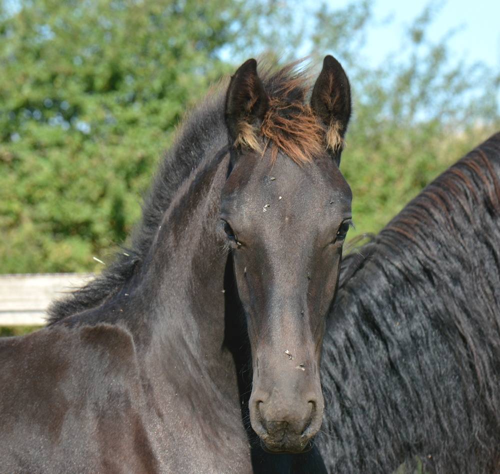 Veulen (ml) Fries Te koop 2025 Zwart ,  TYMEN 503