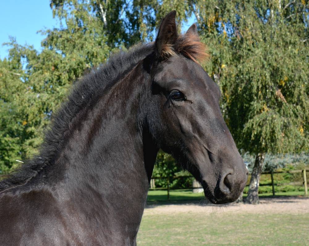 Veulen (ml) Fries Te koop 2025 Zwart ,  TYMEN 503