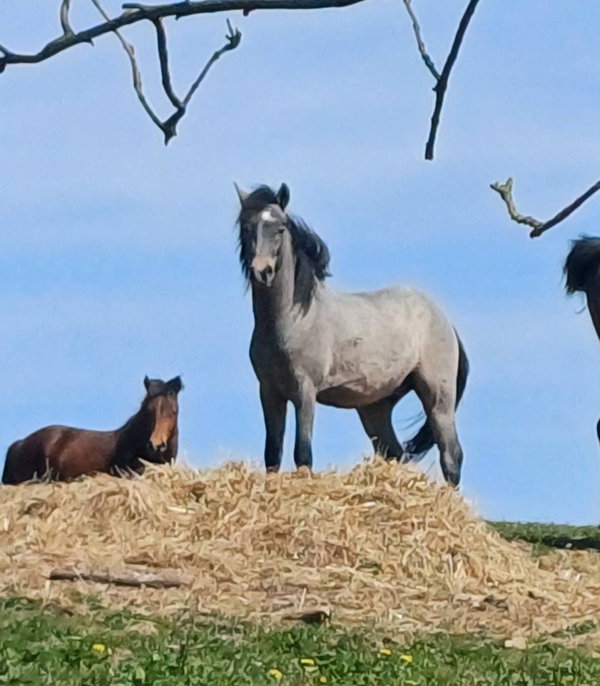 Ruin New Forest Te koop 2023 Schimmel ,  ROB ROY DU GARON