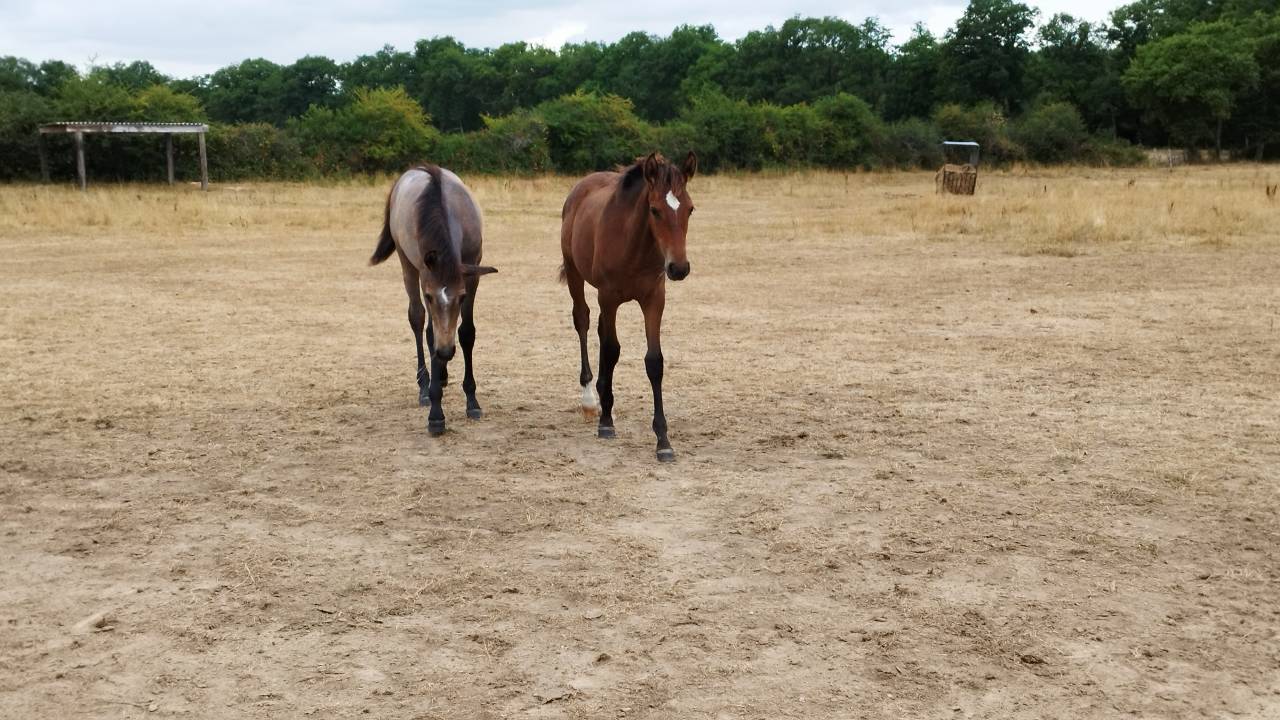 Veulen (vr) PRE Puur Ras Spaans Te koop 2025 Donker bruin / bai