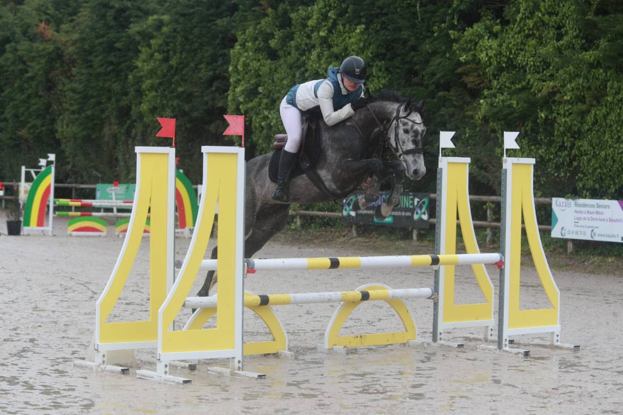 Ruin Bekend ras Te koop 2017 Schimmel