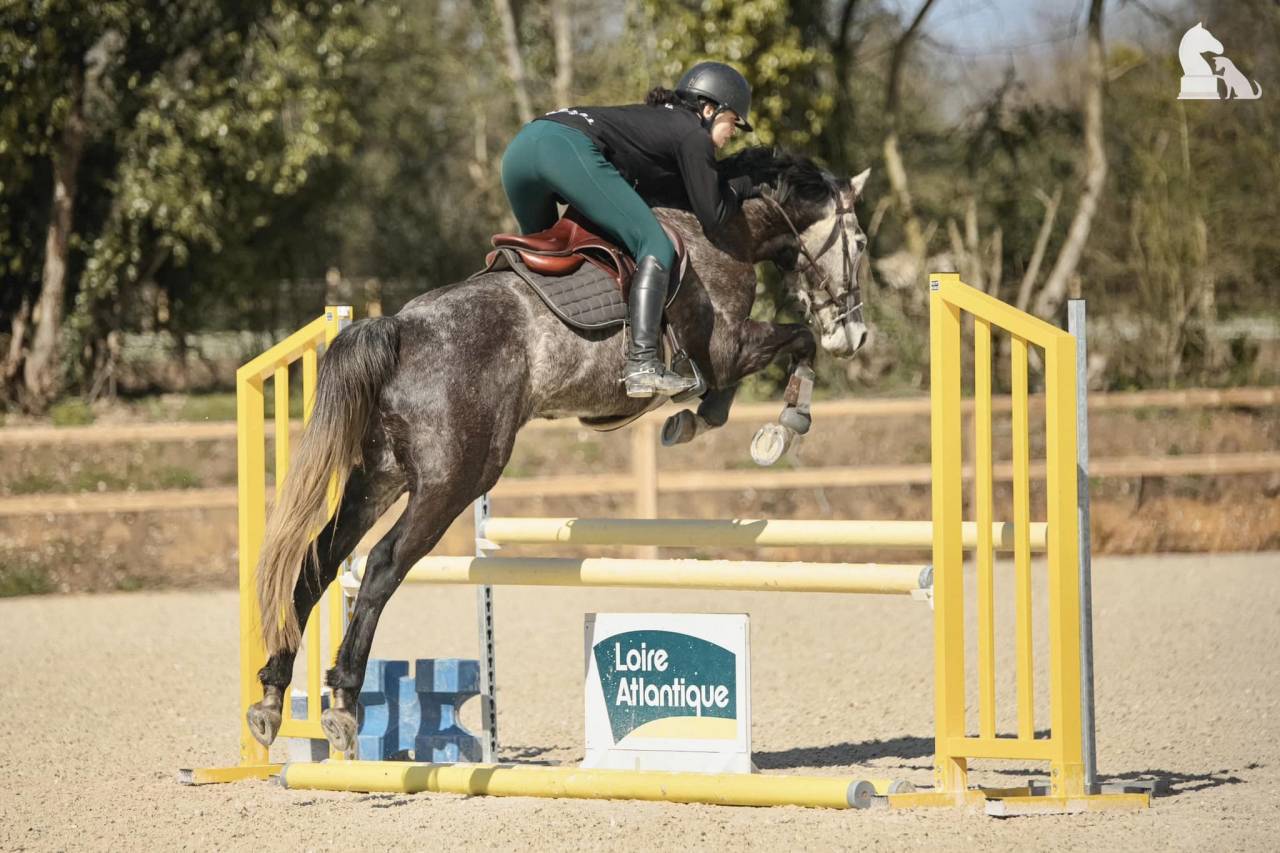 Ruin Bekend ras Te koop 2017 Schimmel
