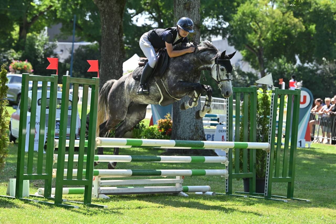 Ruin Bekend ras Te koop 2017 Schimmel