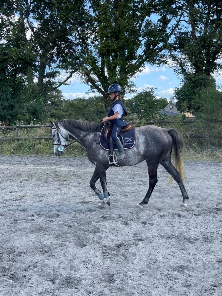 Ruin Bekend ras Te koop 2017 Schimmel