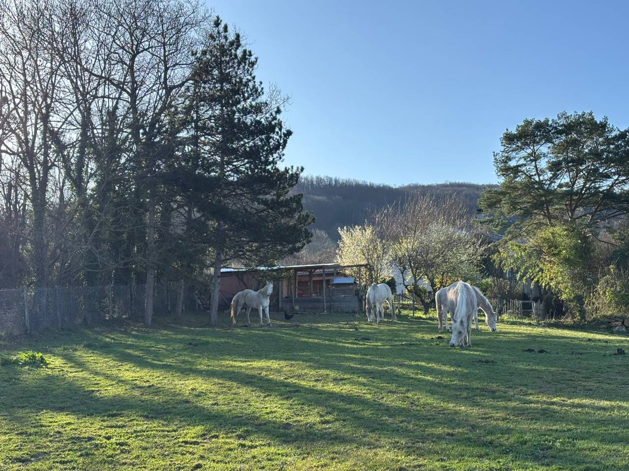 Mooi hippisch vastgoed Koop Rhône