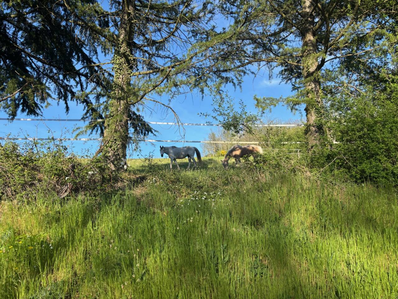 Mooi hippisch vastgoed Koop Rhône