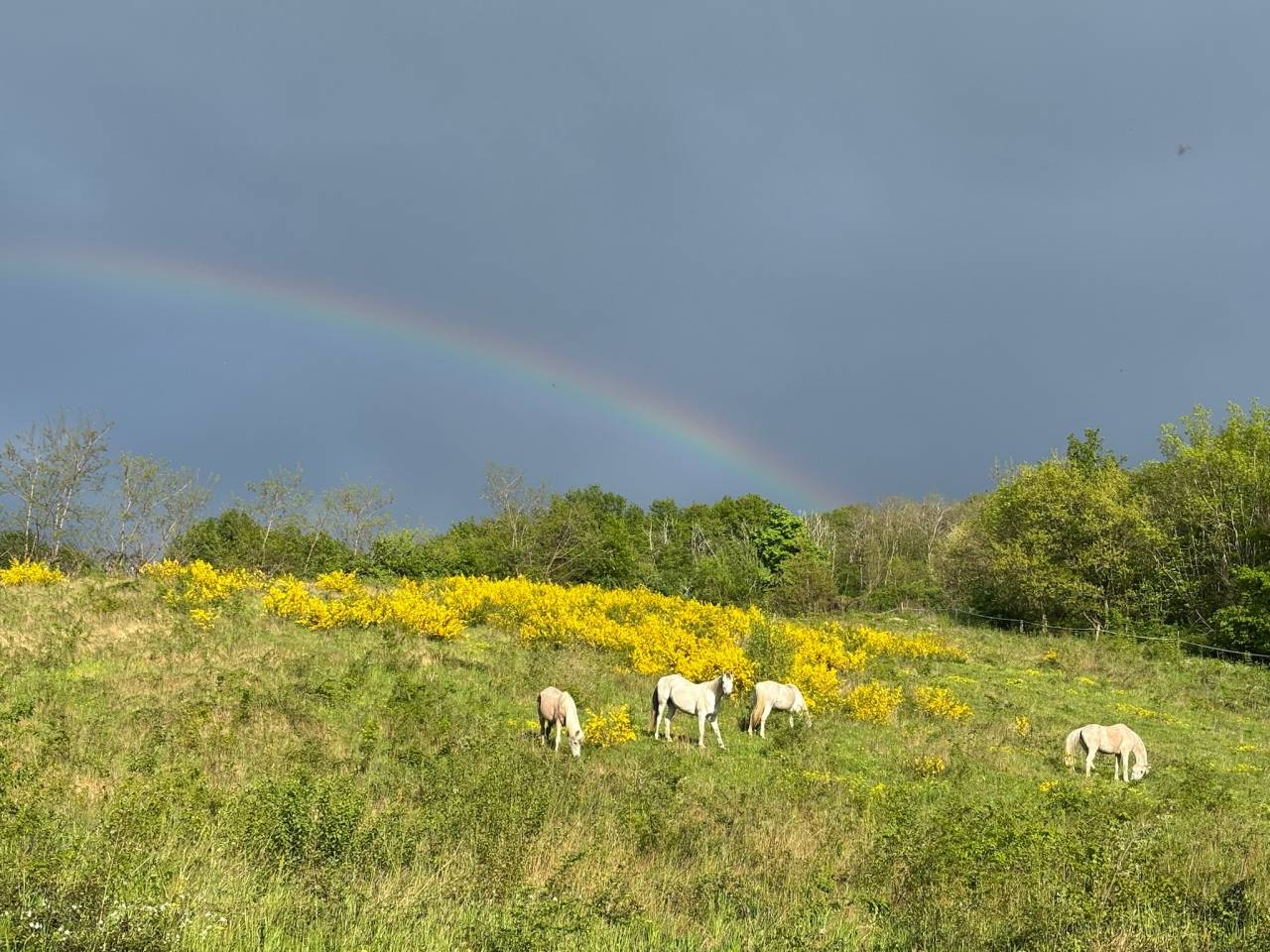 Mooi hippisch vastgoed Koop Rhône