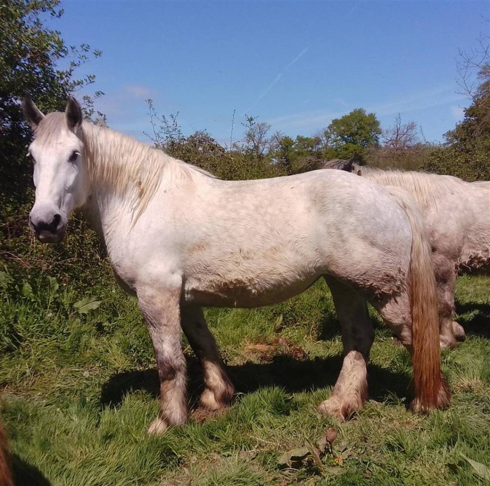 Merrie Percheron Te koop 2019 Schimmel ,  drageur du caroi