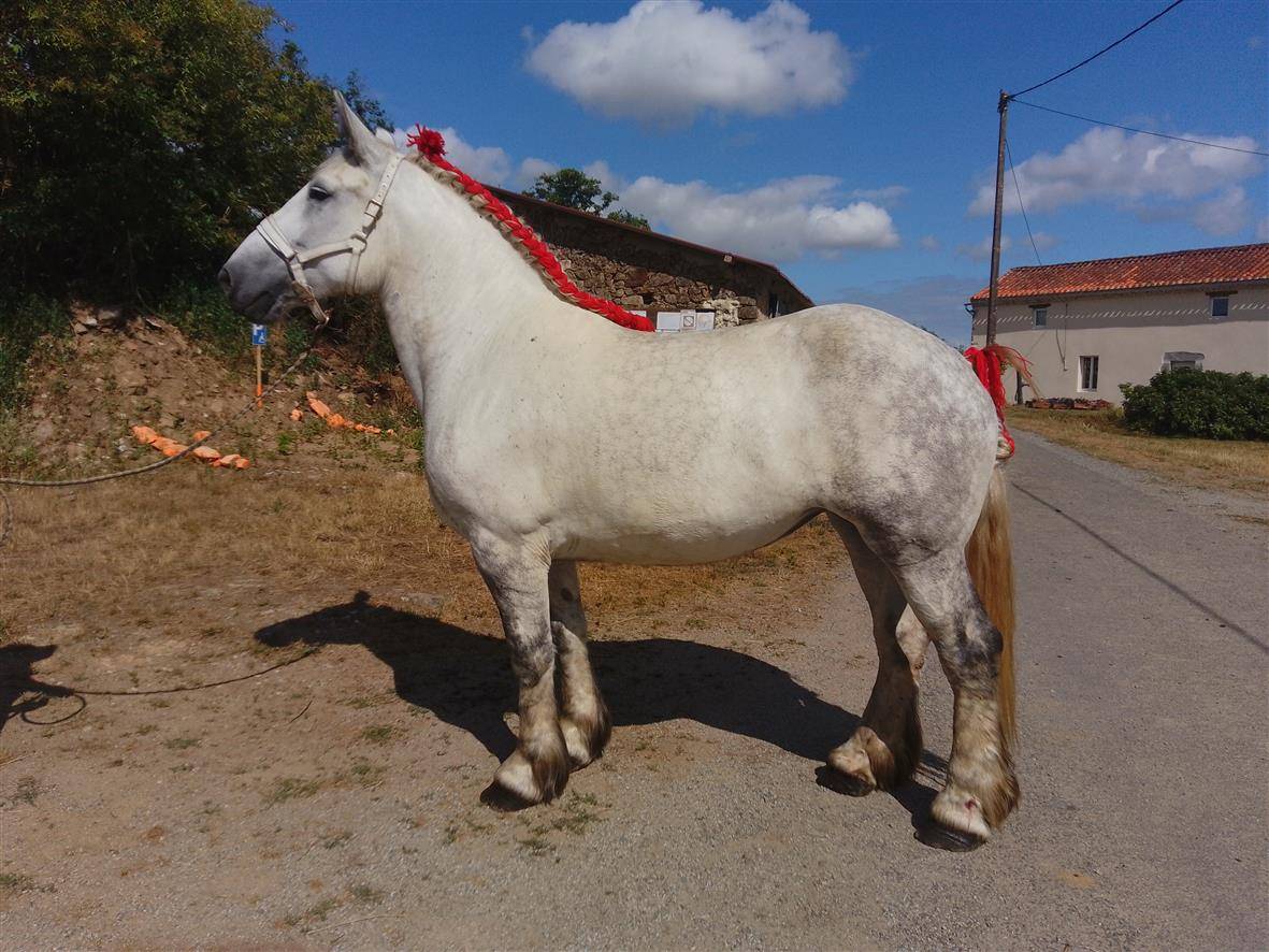 Merrie Percheron Te koop 2019 Schimmel ,  drageur du caroi