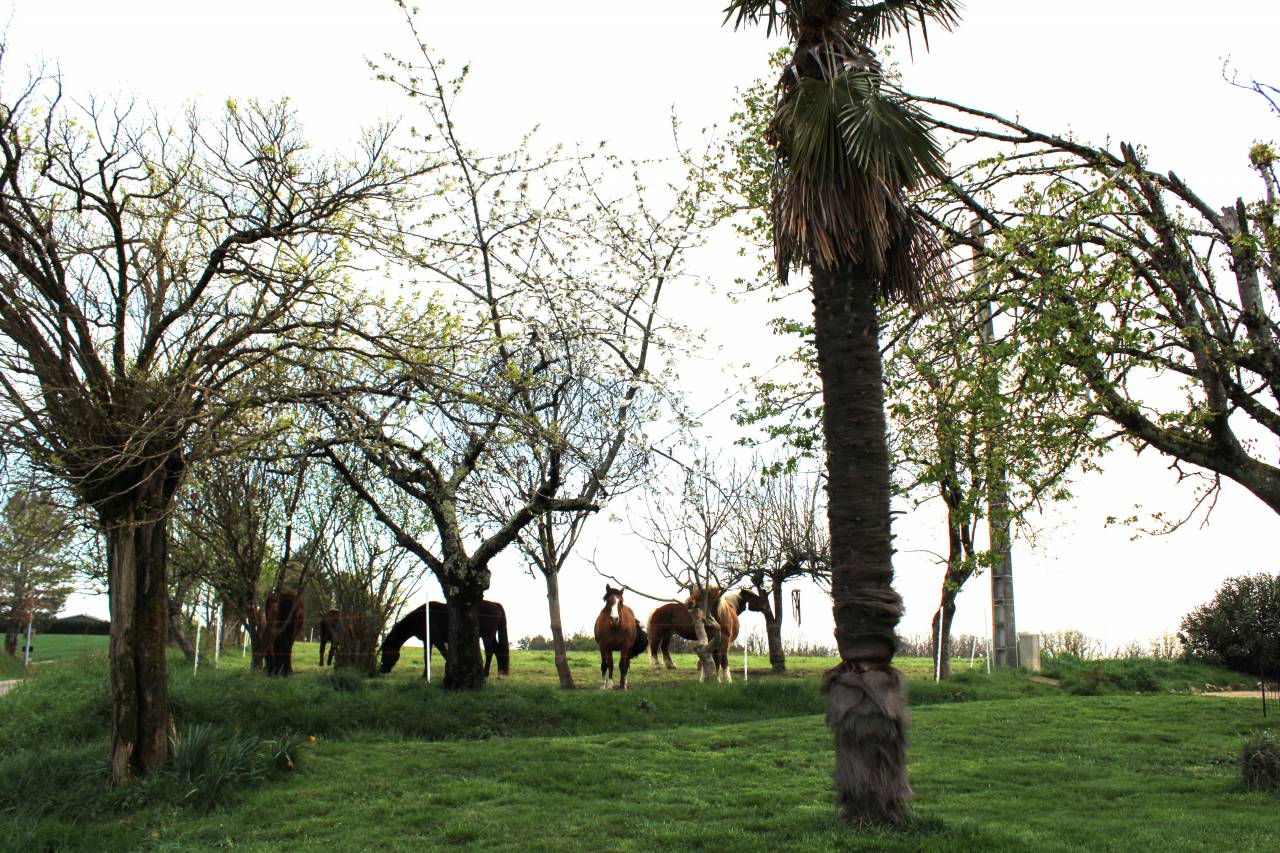 Hippisch vastgoed Koop Tarn-et-Garonne