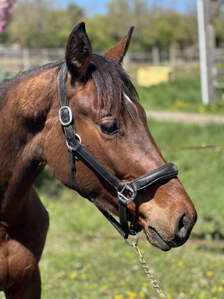 Veulen (vr) AES Anglo European Studbook Te koop 2023 Donker bruin / bai ,  idem du peyron