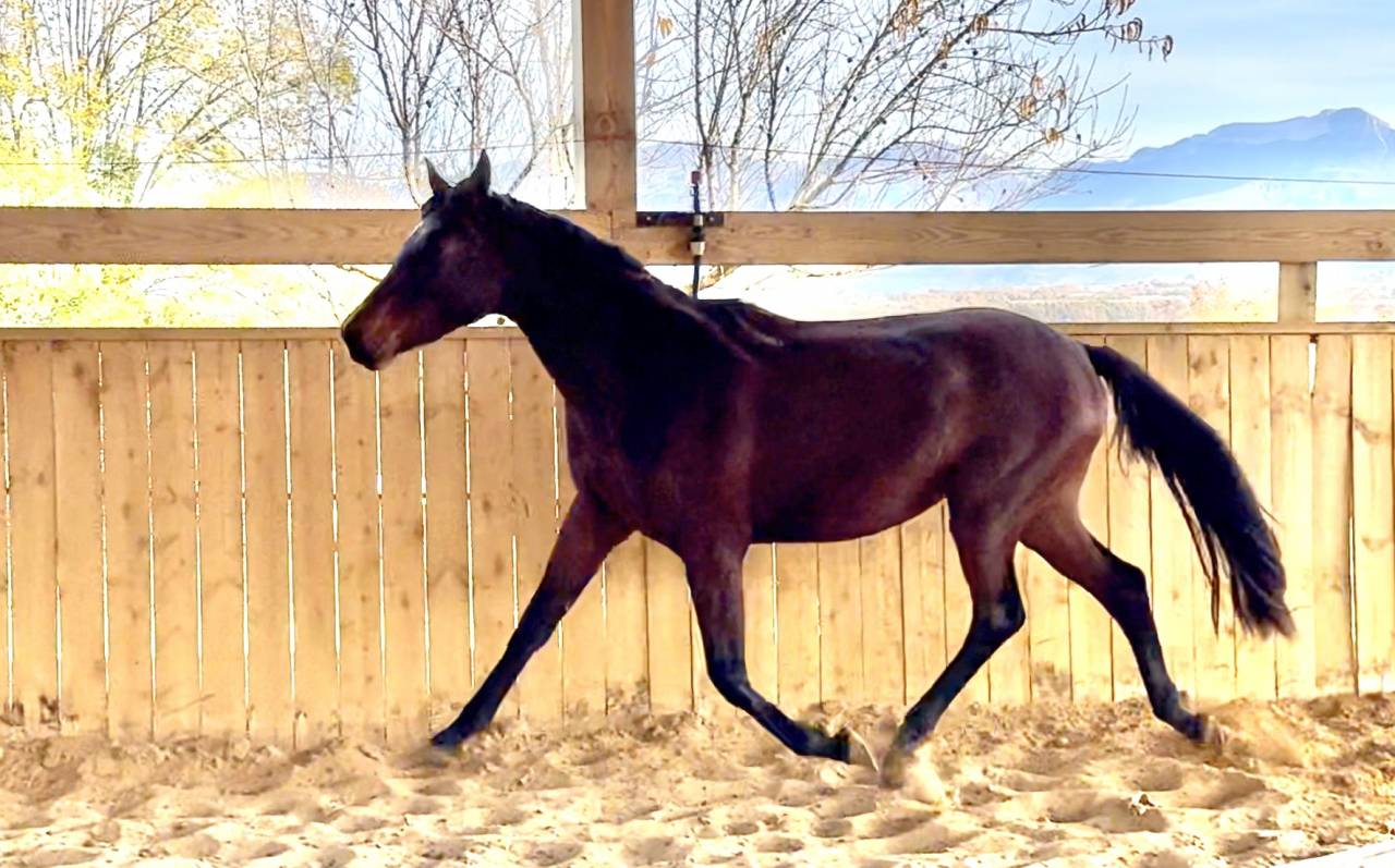 Veulen (vr) AES Anglo European Studbook Te koop 2023 Donker bruin / bai ,  idem du peyron