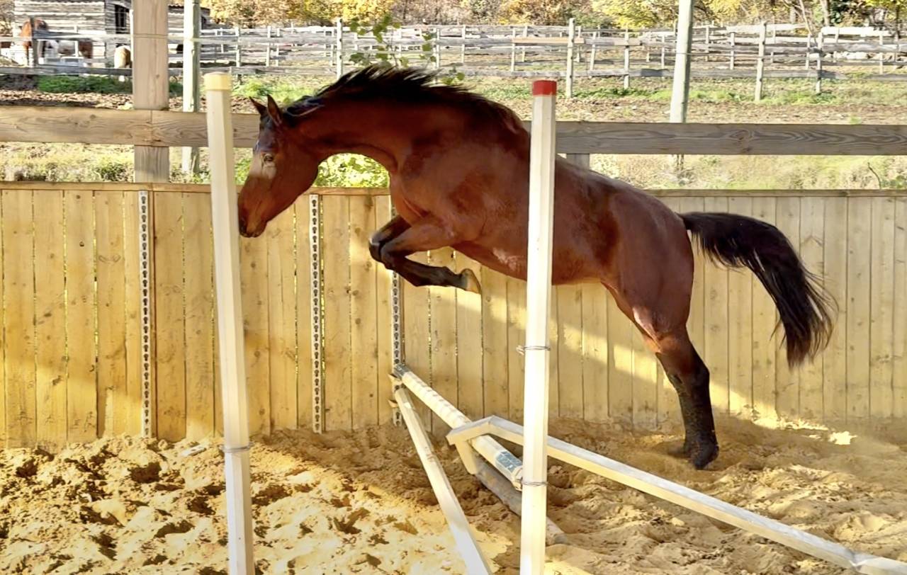 Veulen (vr) AES Anglo European Studbook Te koop 2023 Donker bruin / bai ,  idem du peyron