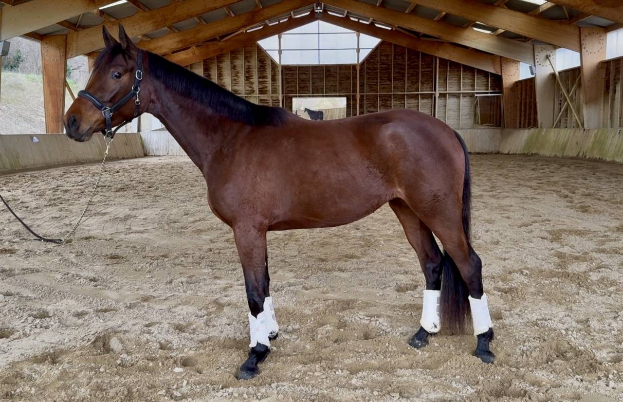 Veulen (vr) AES Anglo European Studbook Te koop 2023 Donker bruin / bai ,  idem du peyron