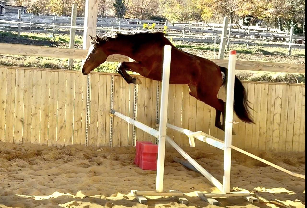 Veulen (vr) AES Anglo European Studbook Te koop 2023 Donker bruin / bai ,  idem du peyron