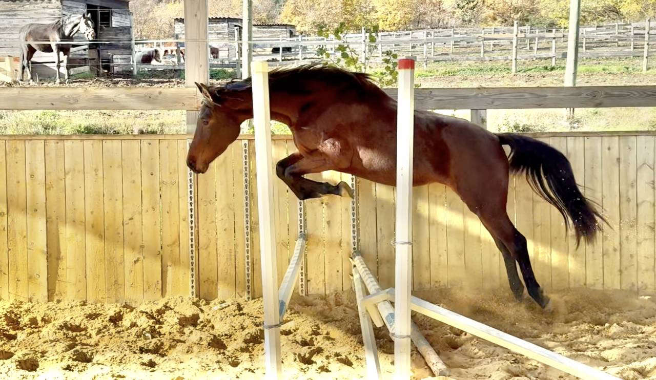 Veulen (vr) AES Anglo European Studbook Te koop 2023 Donker bruin / bai ,  idem du peyron