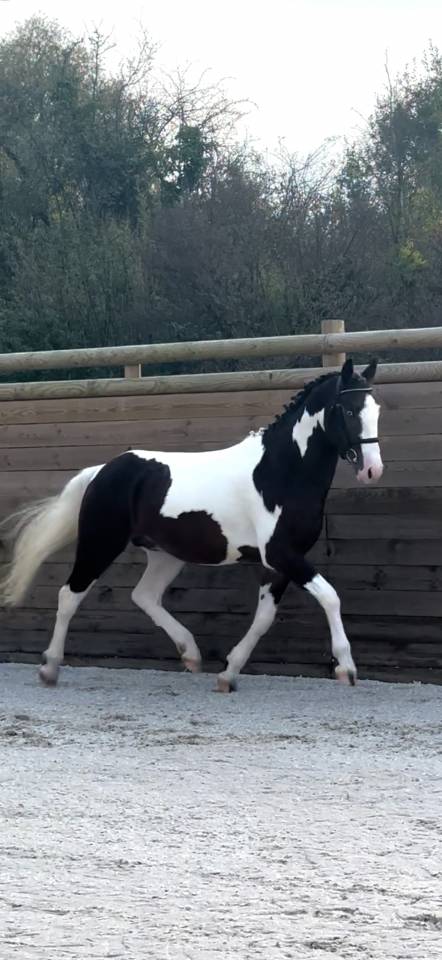 Made in dreams day - AES Anglo European Studbook 2022