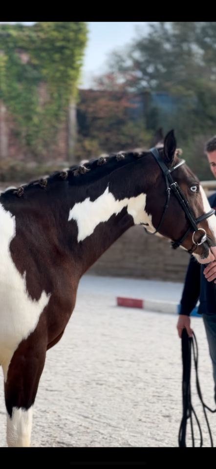 Made in dreams day - AES Anglo European Studbook 2022