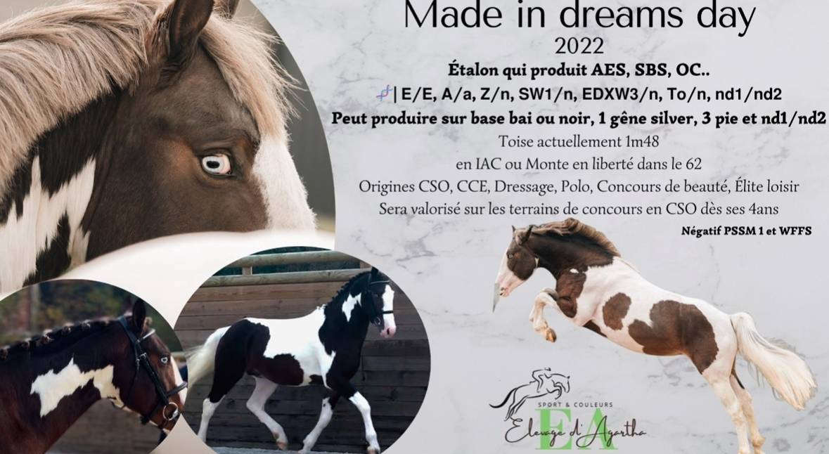Made in dreams day - AES Anglo European Studbook 2022