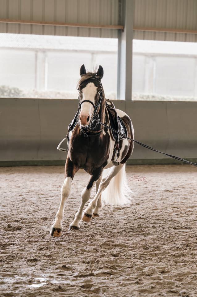 Made in dreams day - AES Anglo European Studbook 2022