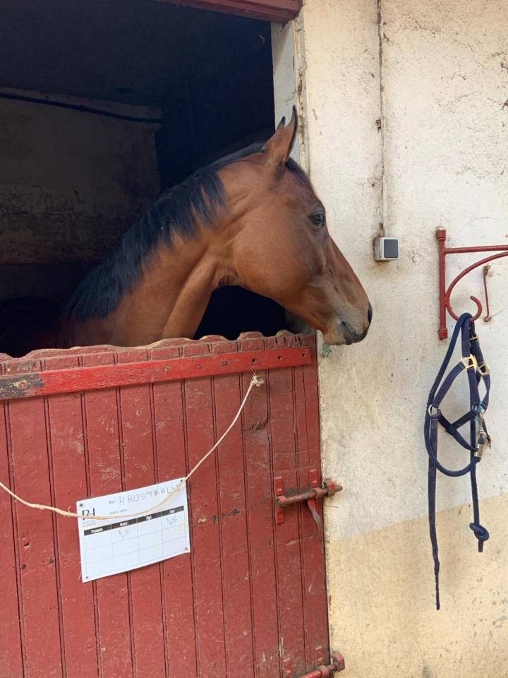 Ruin Volbloed Te koop 2015 Bruin / Bai