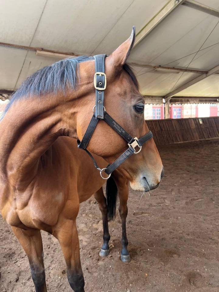 Ruin Volbloed Te koop 2015 Bruin / Bai