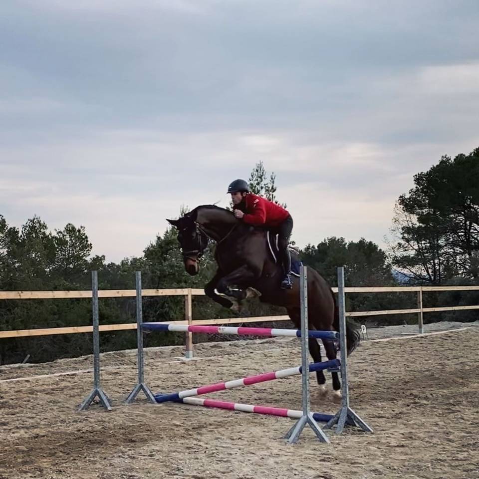 Ruin Oldenburger Te koop 2012 Donker bruin / bai