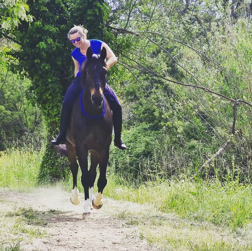 Ruin Oldenburger Te koop 2012 Donker bruin / bai