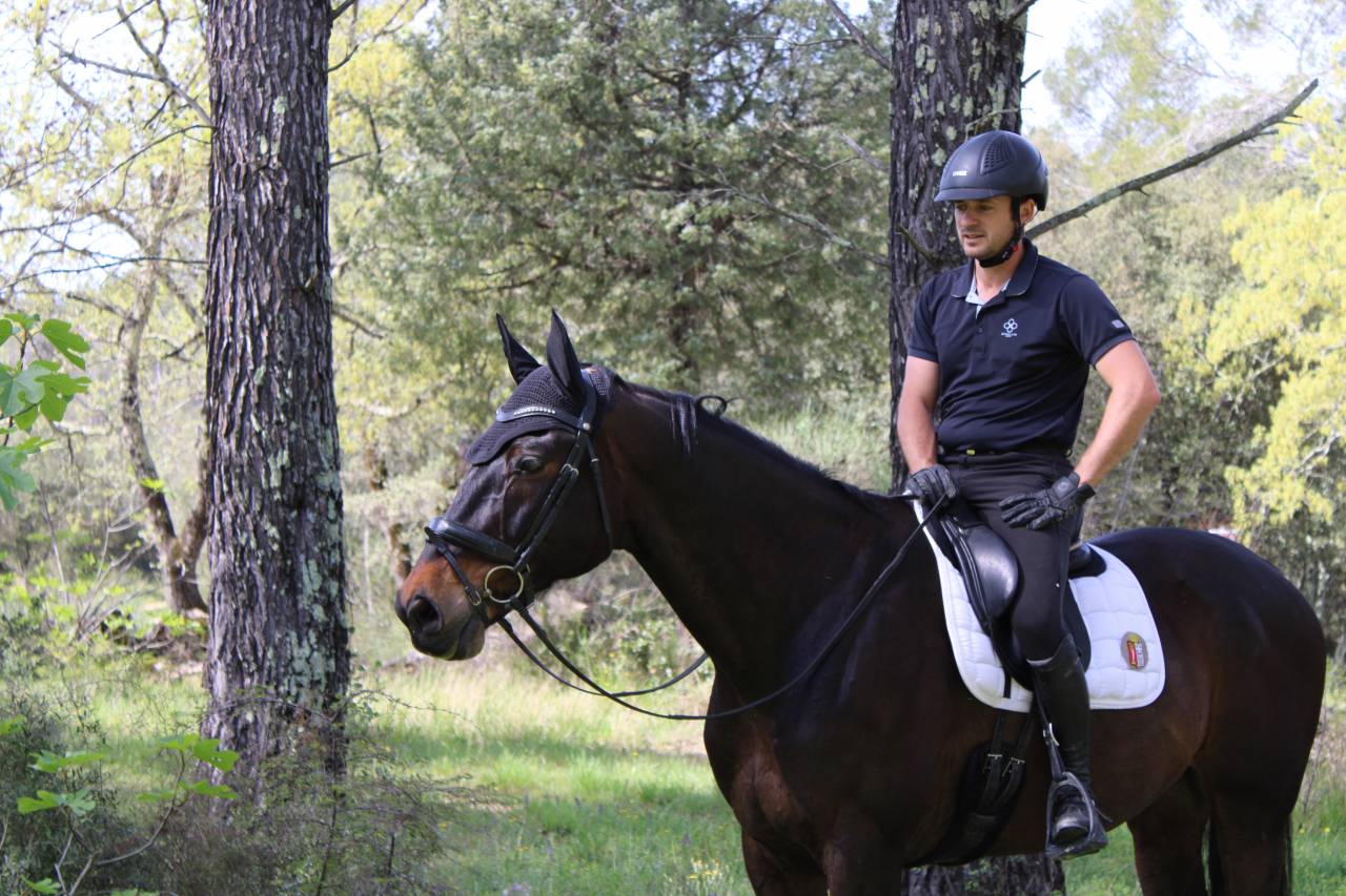 Ruin Oldenburger Te koop 2012 Donker bruin / bai