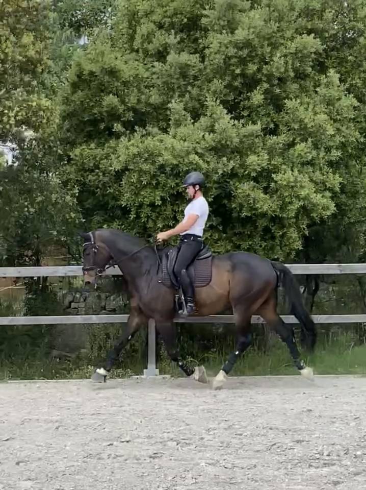 Ruin Oldenburger Te koop 2012 Donker bruin / bai