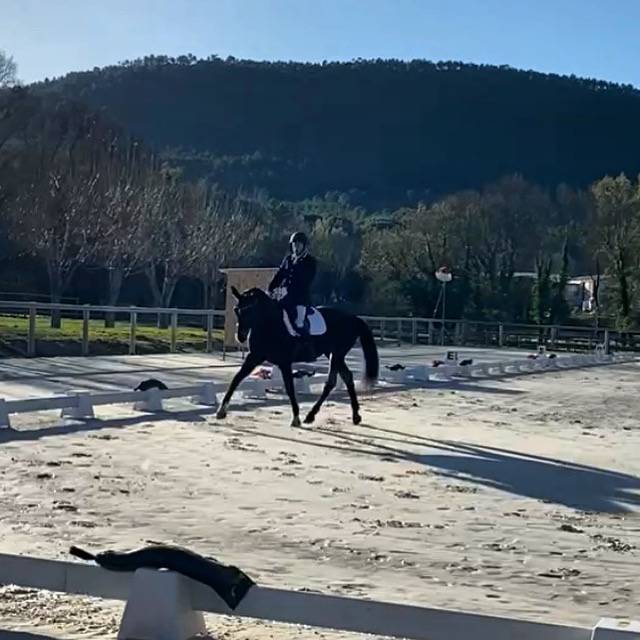 Merrie Oldenburger Te koop 2012 Donker bruin / bai ,  Foundation