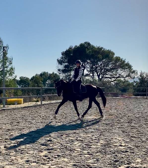 Merrie Oldenburger Te koop 2012 Donker bruin / bai ,  Foundation