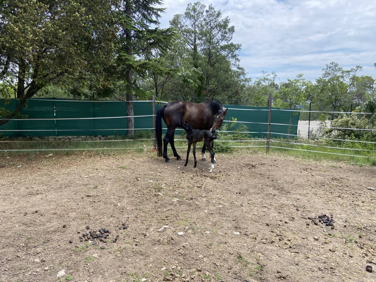 Merrie Oldenburger Te koop 2012 Donker bruin / bai ,  Foundation