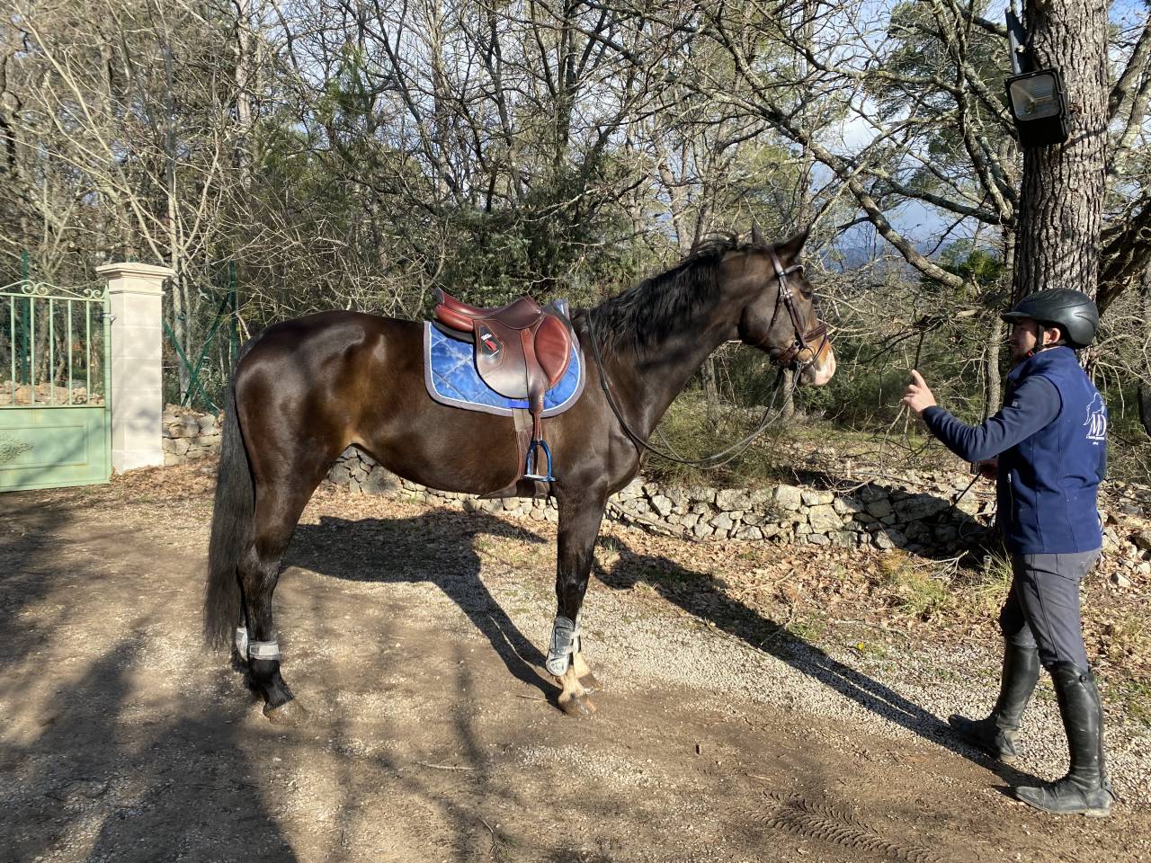 Merrie Oldenburger Te koop 2012 Donker bruin / bai ,  Foundation